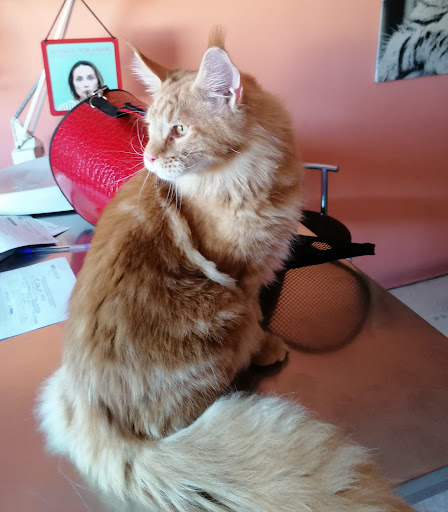 Clínica Veterinaria Maspalomas – San Fernando de