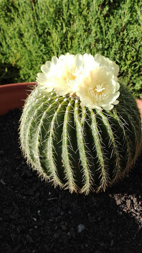 Clínica Veterinaria Medicanimal – Dos Hermanas