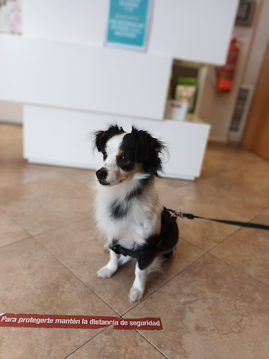 Clínica Veterinaria Menescal – Picassent