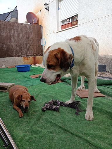 Clínica Veterinaria Minipatitas – Estremera