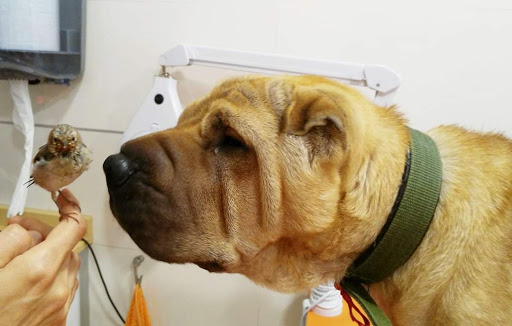 Clínica Veterinaria Món Viu Orriols – Valencia