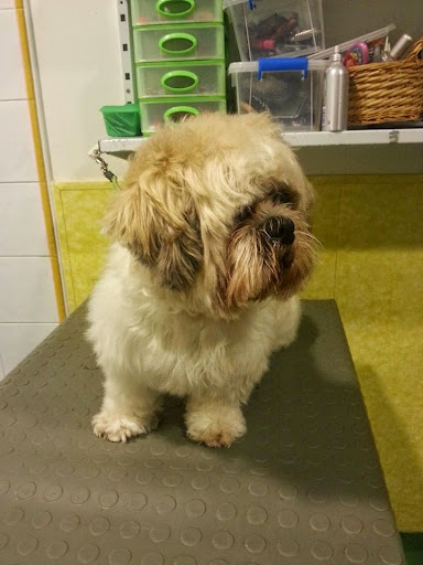 Clínica Veterinaria Mota – Mota del Cuervo