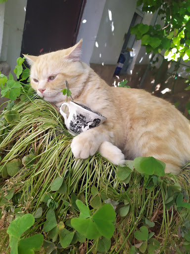 Clínica Veterinaria Motilla – Motilla del Palancar