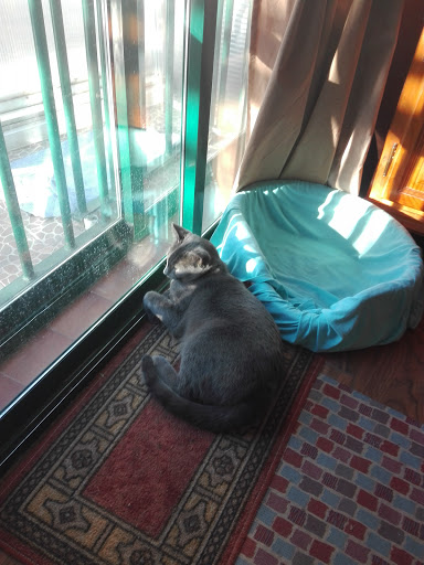 Clínica Veterinaria Movilvet Marchamalo – Marchamalo