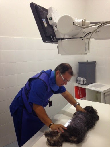 Clínica Veterinaria Naciones Golf – Alicante