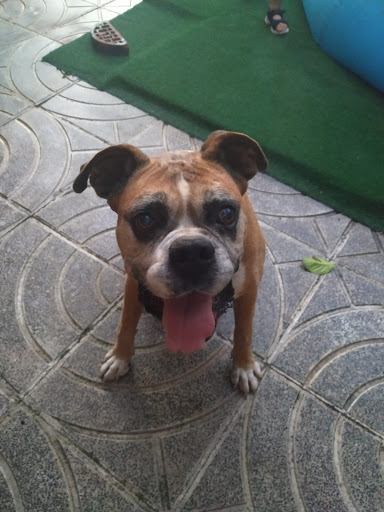 Clínica Veterinaria Navalvet – Navalcarnero