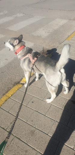 Clínica Veterinaria Navarro – Las Pedroñeras