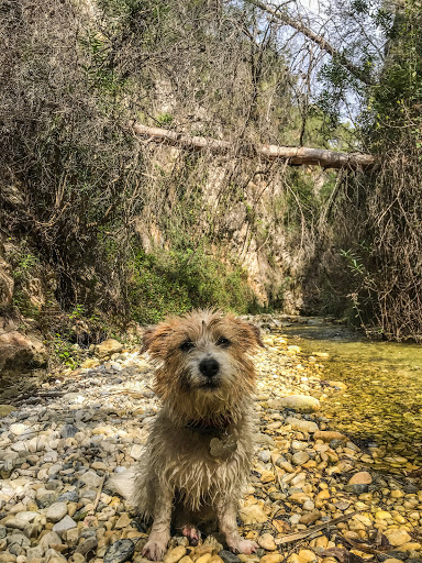 Clínica Veterinaria Nerja – Nerja