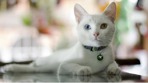 Clínica Veterinaria Neva – Madrid