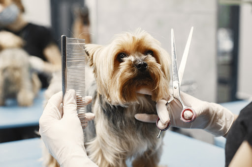 Clínica Veterinaria New Artica – Artica