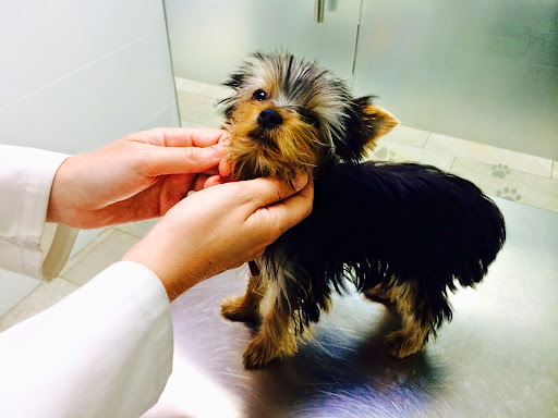 Clínica Veterinaria Noah’s Ark – Valladolid