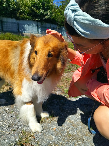 Clínica Veterinaria Noja – Noja