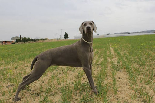 Clínica Veterinaria Noroeste – Cehegín
