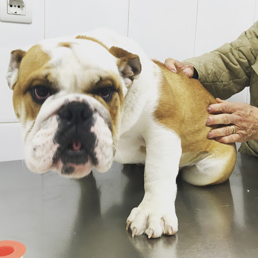 Clínica Veterinaria Nutrizoo – Cieza