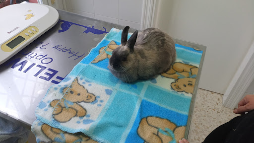 Clínica Veterinaria Olivar de Quintos – Sevilla