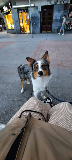 Clínica Veterinaria Ollarretxe – Getxo