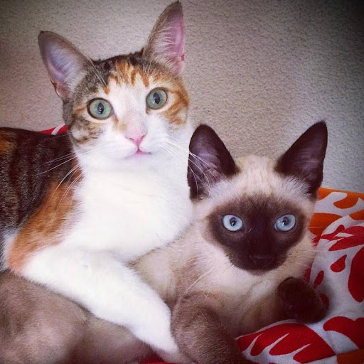 Clínica Veterinaria Ondarreta – Alcorcón