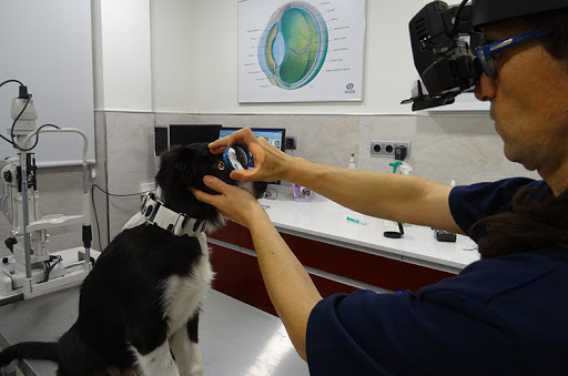 Clínica Veterinaria Ophthalmological Ocaña – Madrid