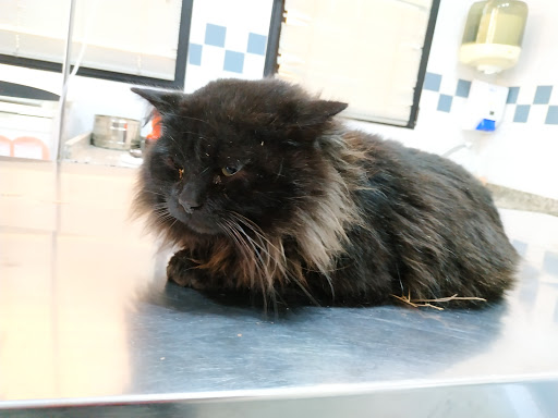 Clínica Veterinaria Ordás C.b. – Almussafes