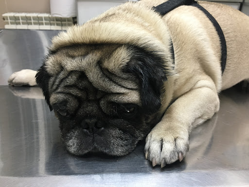 Clínica Veterinaria Ortega y Gasset – Madrid