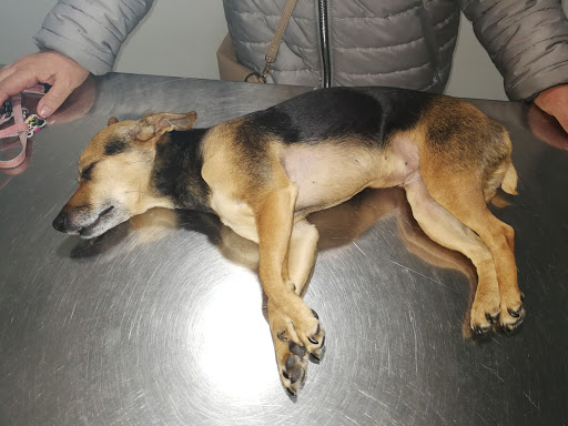 Clínica Veterinaria Ortuella – Ortuella