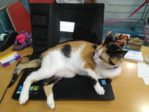 Clínica Veterinaria Ostende – Castro Urdiales