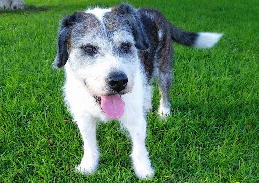 Clínica Veterinaria Paco – Las Palmas de Gran Canaria