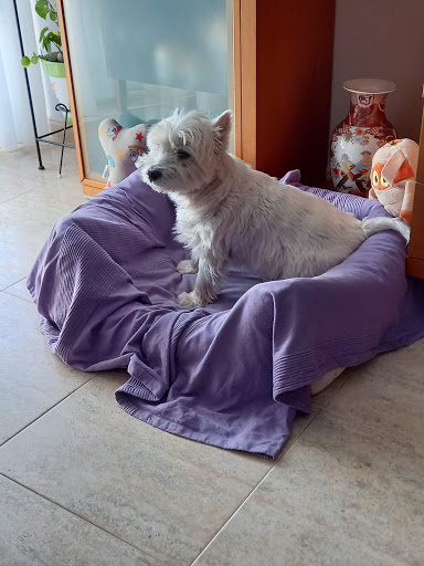 Clínica Veterinaria Papa Luna – Benicarló