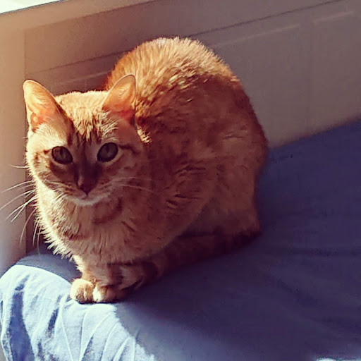 Clínica Veterinaria Parla Este – Madrid