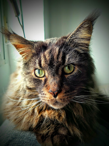 Clínica Veterinaria Patraix – Valencia