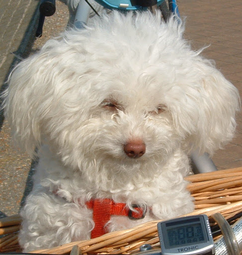 Clínica Veterinaria Pelibuey Sl – Corralejo