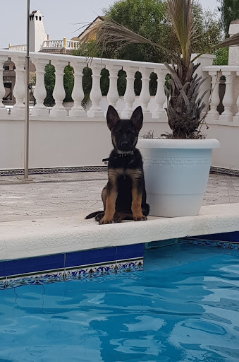 Clínica Veterinaria Pelo Picó Pata – Pinar de Campoverde