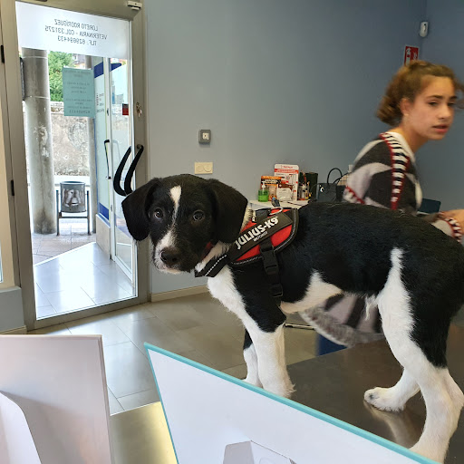 Clínica Veterinaria Peluchines – Luanco