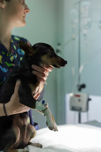 Clínica Veterinaria Pérez Sintes – Ciutadella de Menorca