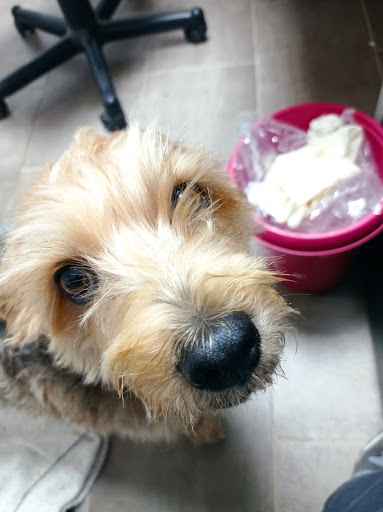 Clínica Veterinaria Pineda – Castelldefels