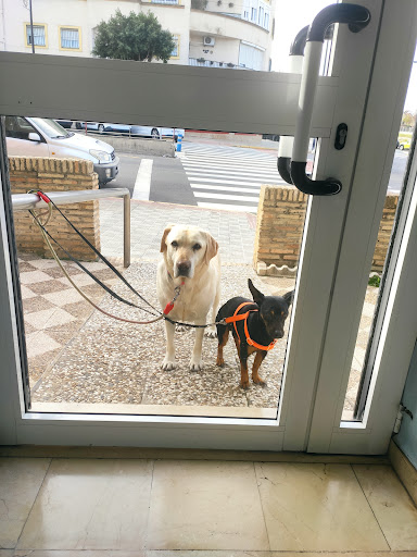 Clínica Veterinaria Pines – Montequinto