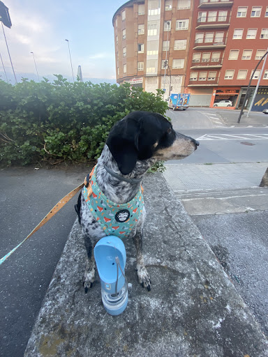 Clínica Veterinaria Pizco’s – La Carlota