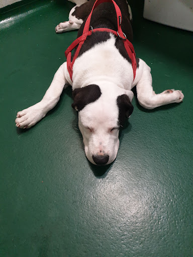 Clínica Veterinaria Poble Nou – Barcelona