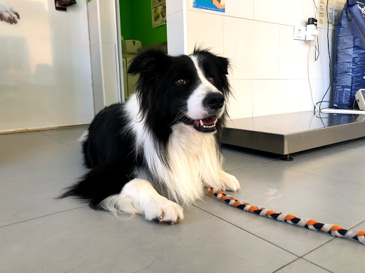 Clínica Veterinaria Polop – Barony of Polop