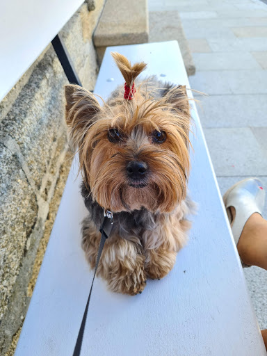Clínica Veterinaria Ponte Caldelas – Ponte Caldelas