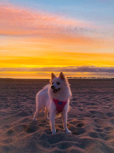 Clínica Veterinaria Port Vell – Barcelona