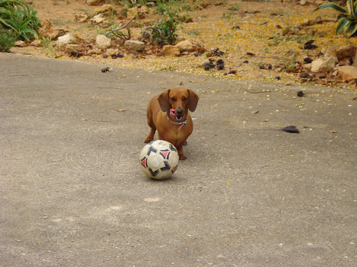 Clínica Veterinaria Portocolom – Portocolom
