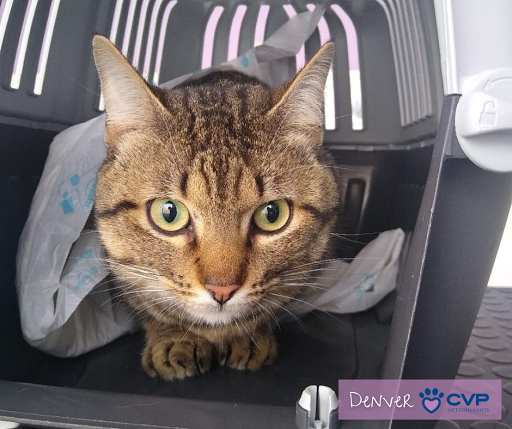 Clínica Veterinaria Portonovo – Portonovo