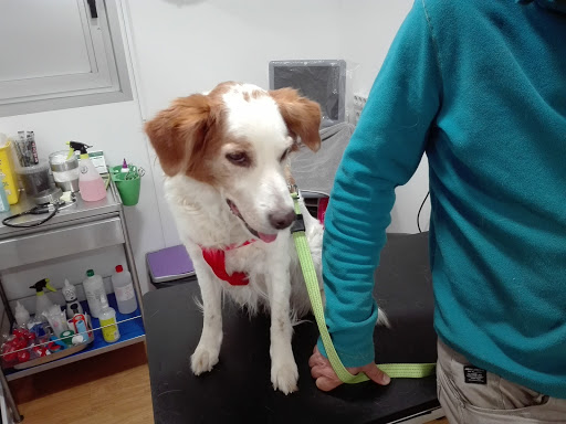 Clínica Veterinaria Pou – Platja d’Aro