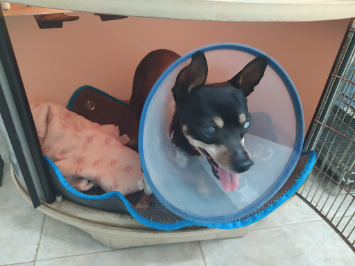 Clínica Veterinaria Pozoblanco – Pozoblanco