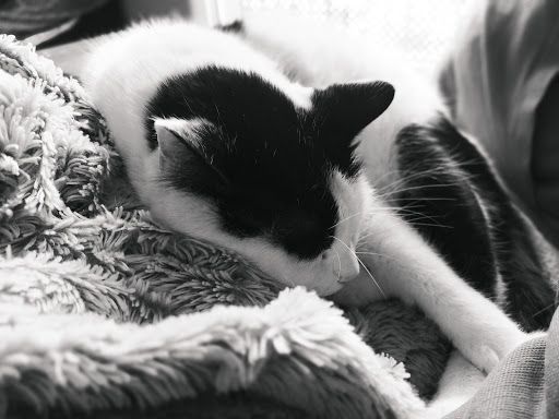 Clínica Veterinaria Primado Reig – Valencia