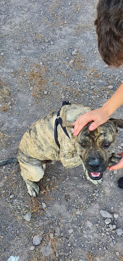 Clínica Veterinaria Principal – Vega de San Mateo