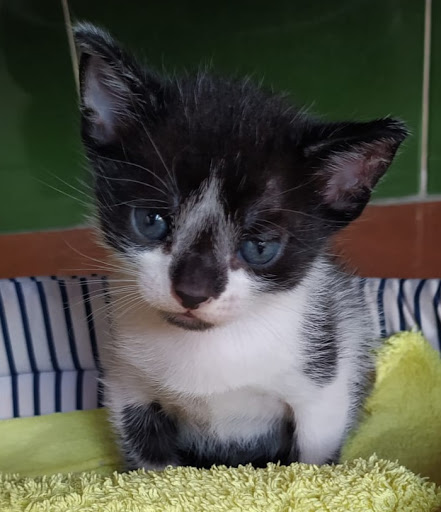 Clínica Veterinaria Puebla del Río – La Puebla del Río