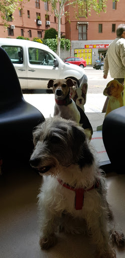 Clínica Veterinaria Puerta de Toledo – Madrid