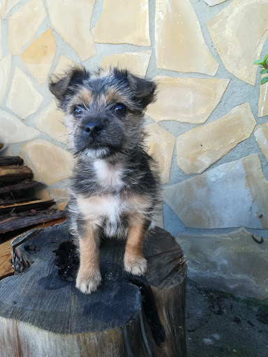 Clínica Veterinaria Puig Den Valls – Puig d’en Valls